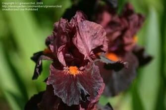 Pictures Intermediate Bearded Iris Jump Start By Puttytat