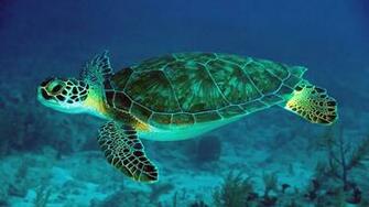 Sea Turtle Computer Wallpaper Desktop Background Id