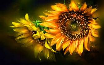 Sunflower Computer Wallpaper Desktop Background Id