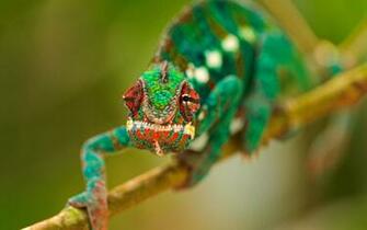 Amphibians A Chameleon Wallpaper