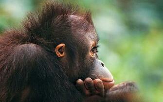 Funny Monkey Wallpaper