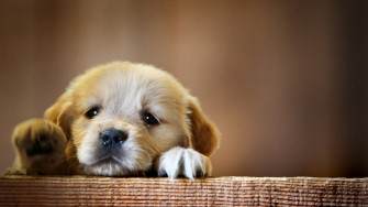 Animals Dog Puppies Wallpaper HD