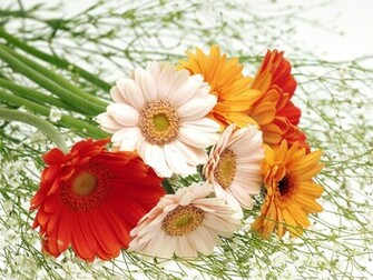 Romantic Flowers Wallpaper Beautiful
