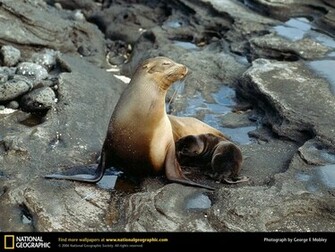 Sea Lion Picture Desktop Wallpaper