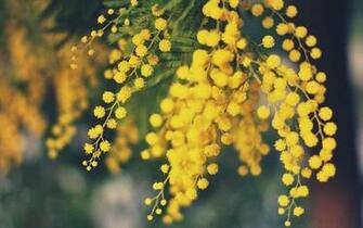 Yellow Flowers Image And Wallpaper