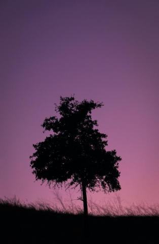 Silhouette Background Pictures Image