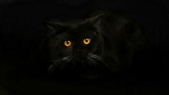 Black Cat Wallpaper Best HD