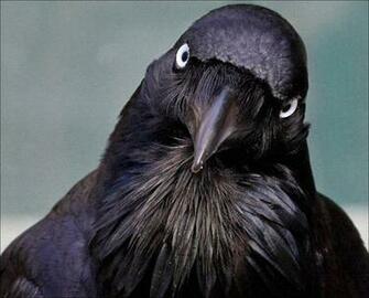 Raven Bird Wallpaper Of The Day
