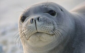 Sea Lions HD Wallpaper Lion Pictures