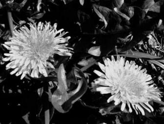 Dandelions Dandelion Gone To Seed