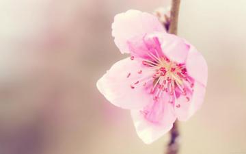 HD Elegant Flower Photography Dreamy Sweet Wildflowers