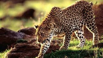 Wallpaper Leopard Pictures