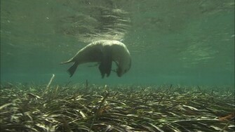 Australian Sea Lions Swimming Wallpaper Travel HD