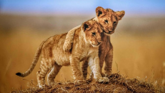 Aesthetic Animals Wallpaper