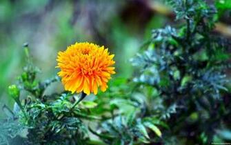 Flowers Flower Wallpaper Windows