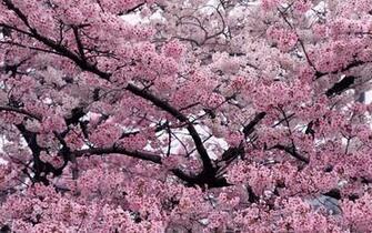 Tree In Bloom Wallpaper HD