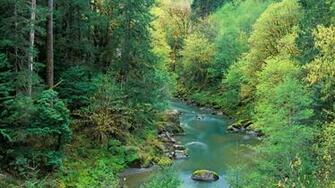 Forest River Wallpaper