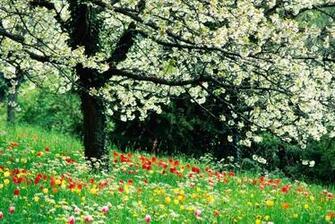Spring HD Wallpaper Widescreen
