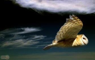 Wallpaper Owl Background Desktop