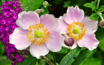 Anemone Flower Picture Wallpaper