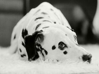 Korean Dalmatian Wallpaper For Your