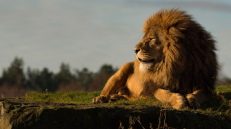 Wallpaper Full HD 4k Lion Picture Image