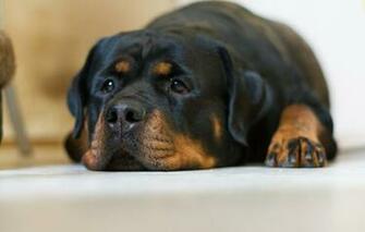 Wallpaper Dog Sadness Rottweiler