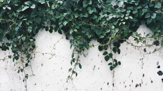 Green Aesthetic Wallpaper