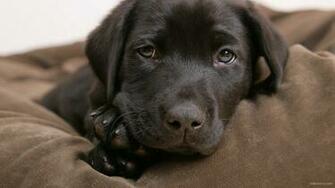 Chocolate Labrador Puppy Widescreen Wallpaper