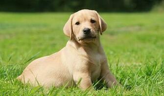 Animals Labrador Retriever Dog Photos HD Wallpaper