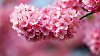 Pink Flower Desktop Wallpaper HD Background