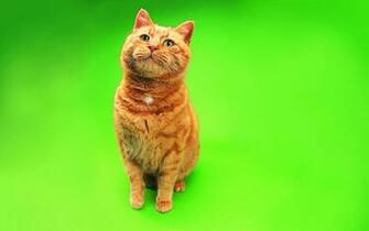Funny Cats Dogs Wallpaper Best