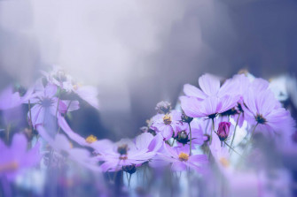 Purple Flower Desktop Wallpaper