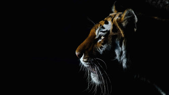 Tiger Image For Desktop Wallpaper