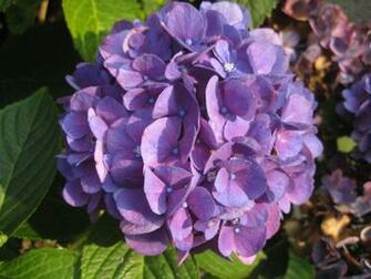 Purple Hydrangea High Quality And Resolution Wallpaper