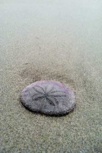 Oregon Sand Dollar iPhone Wallpaper HD Res