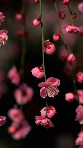 Spring iPhone Wallpaper