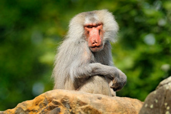 Baboons HD Wallpaper New Tab