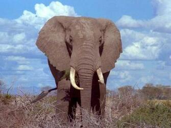 Lovely Elephants In Amazing 7art Screensavers Slide Show Screensaver