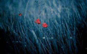 Poppies In The Wind Wallpaper