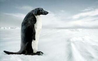 HD Humor Funny Dachshund And Penguin Hybrid Wallpaper