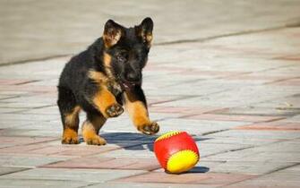 German Shepherd Wallpaper HD Dogs