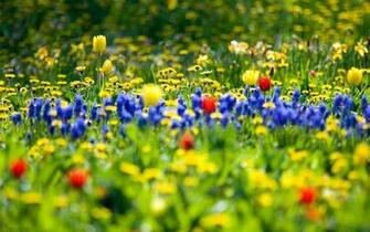 The Spring Wallpaper Category Of HD Desktop