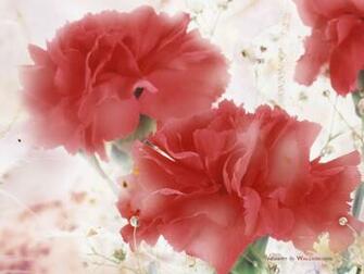Desktop Wallpaper Flowers High Resolution