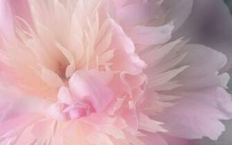 Peony Wallpaper Background HD