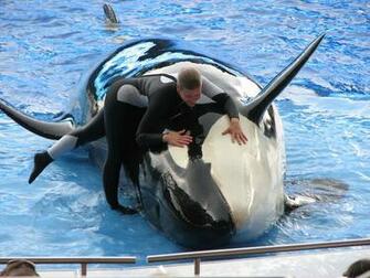 Pics Photos Sea World Killer Whale Wallpaper HD