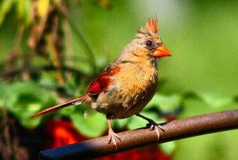 Wallpaper Female Cardinal Birds iPhone