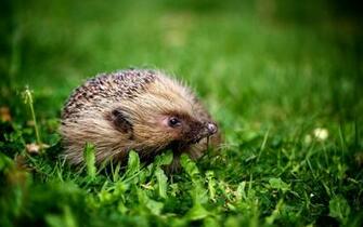 Cute Hedgehog Wallpaper Jpg