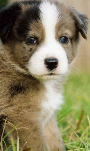 Puppy Wallpaper And Screensavers High Definition