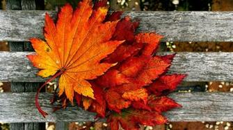 Beautiful Orange Autumn Wallpaper From Mobile